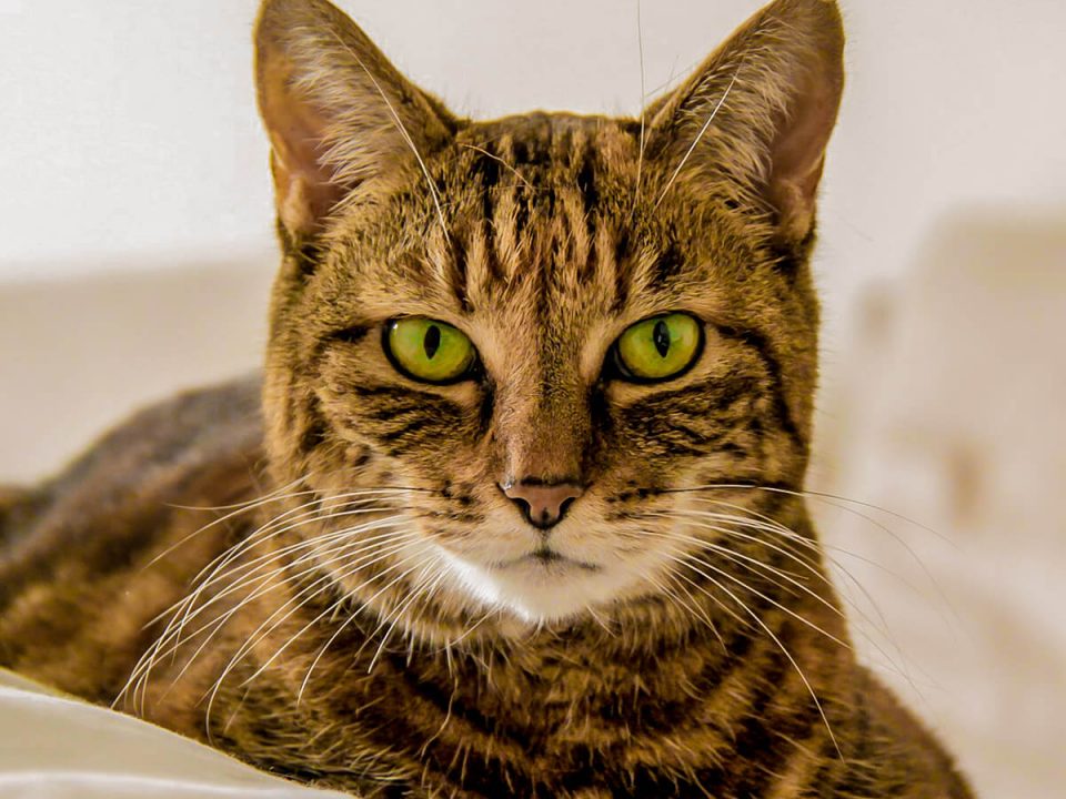 home_animalshelter_portfolio1-960x720