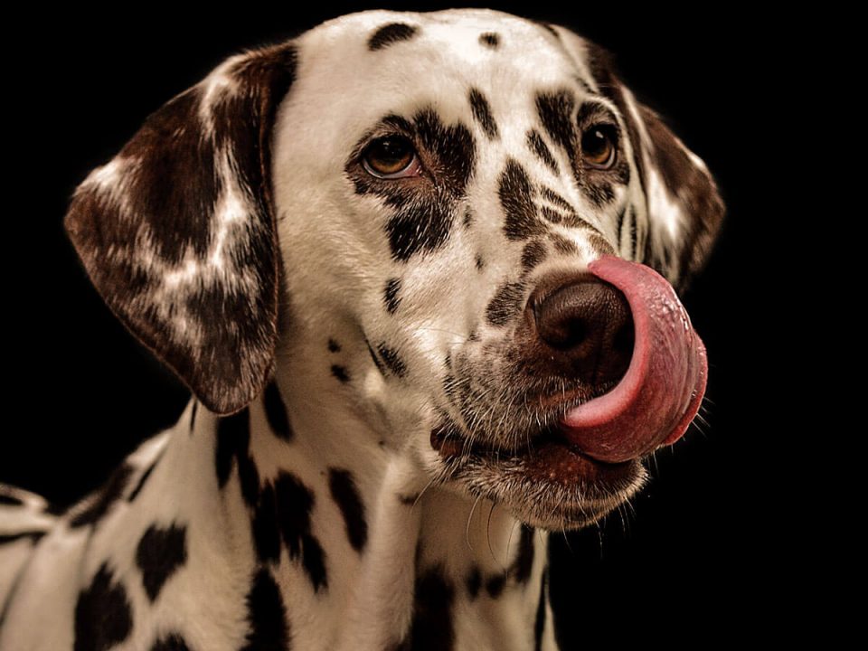 home_animalshelter_portfolio3-960x720