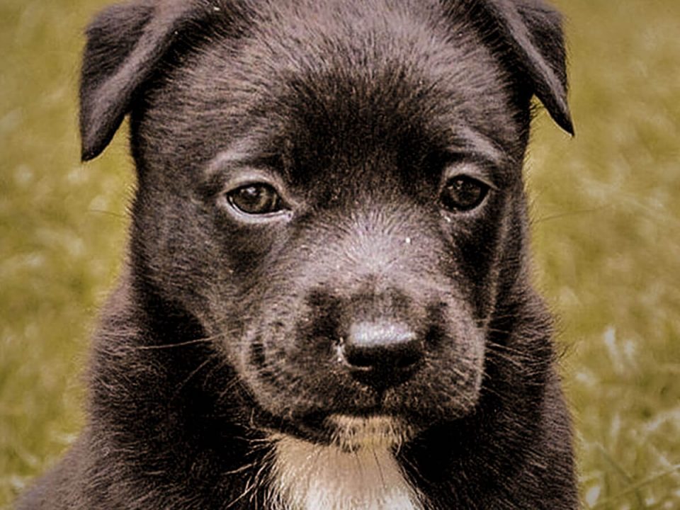 home_animalshelter_portfolio4-960x720