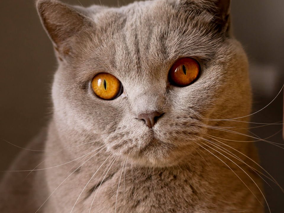 home_animalshelter_portfolio6-960x720